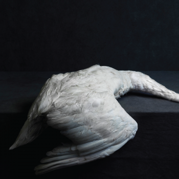 NR108_Amenra_cover